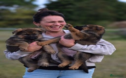 German Shepherd dogs for sale: Adorable big German Shepherd pups - Image 2