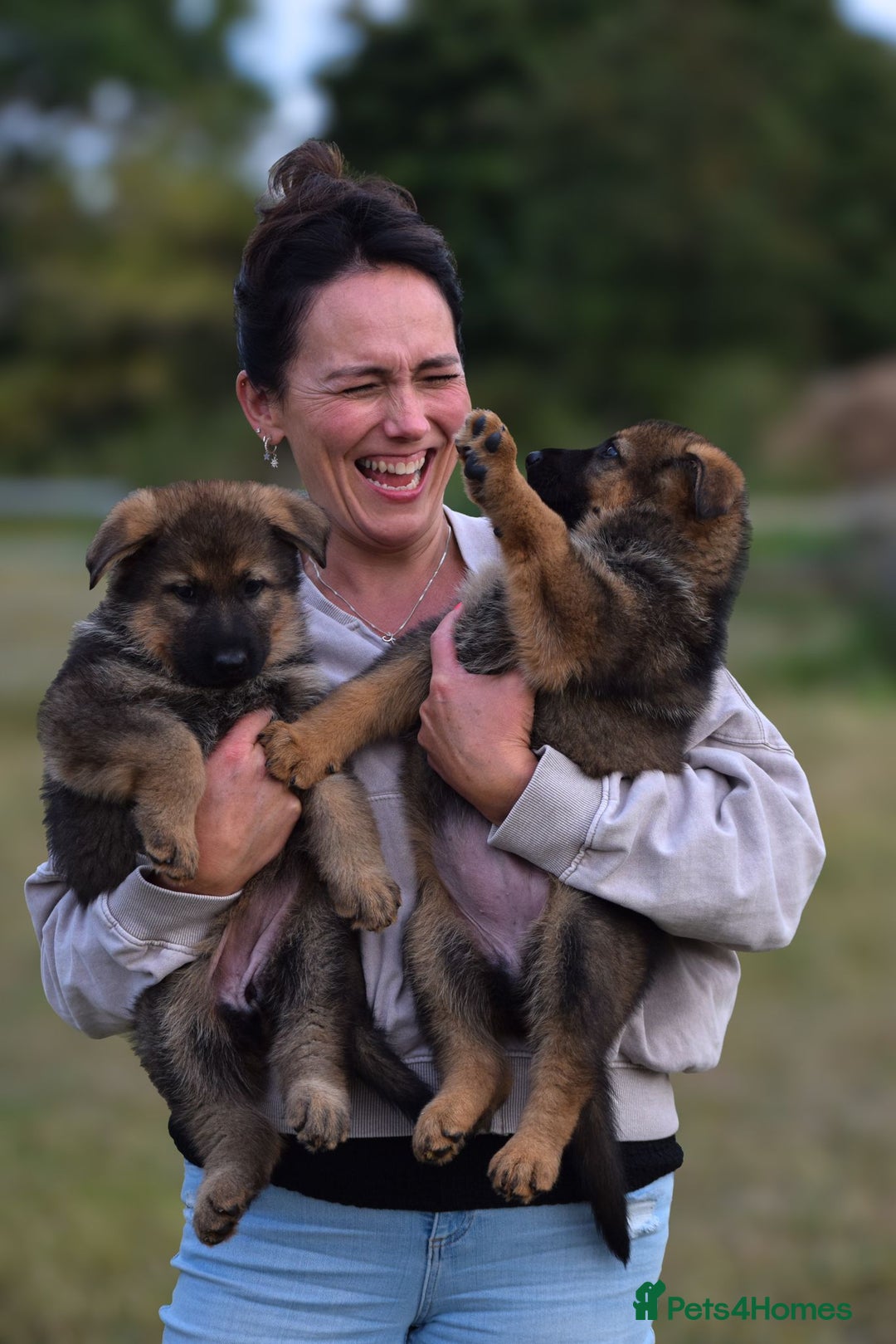 German Shepherd dogs for sale: Adorable big German Shepherd pups - Image 2