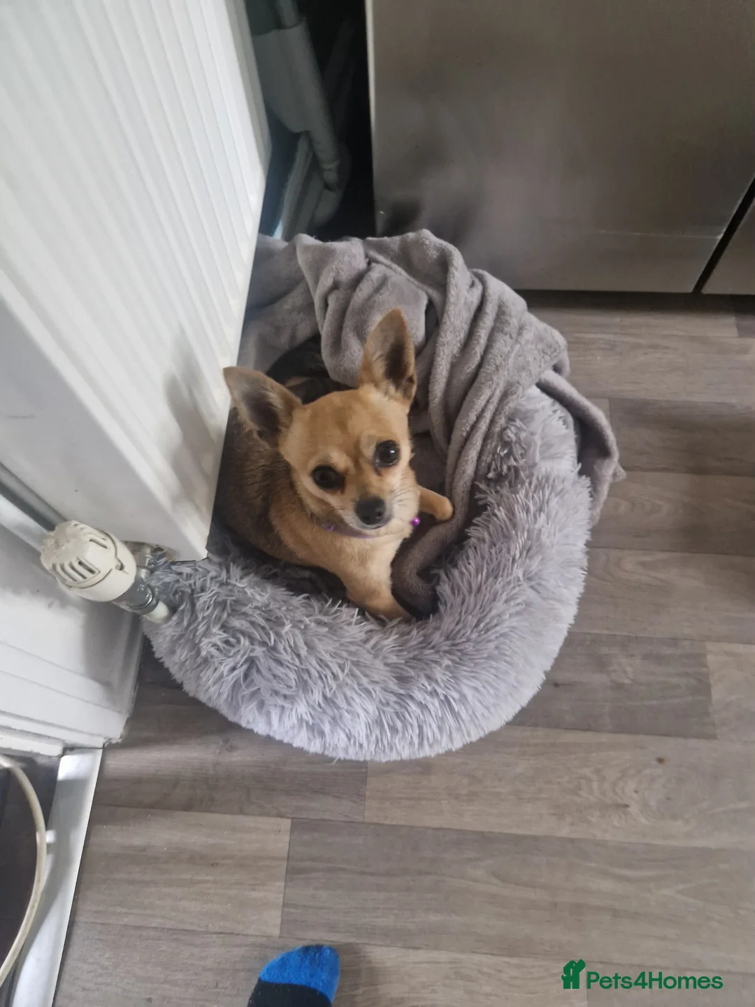 Chihuahua dogs for sale: Chihuahua Puppies - Advert 2