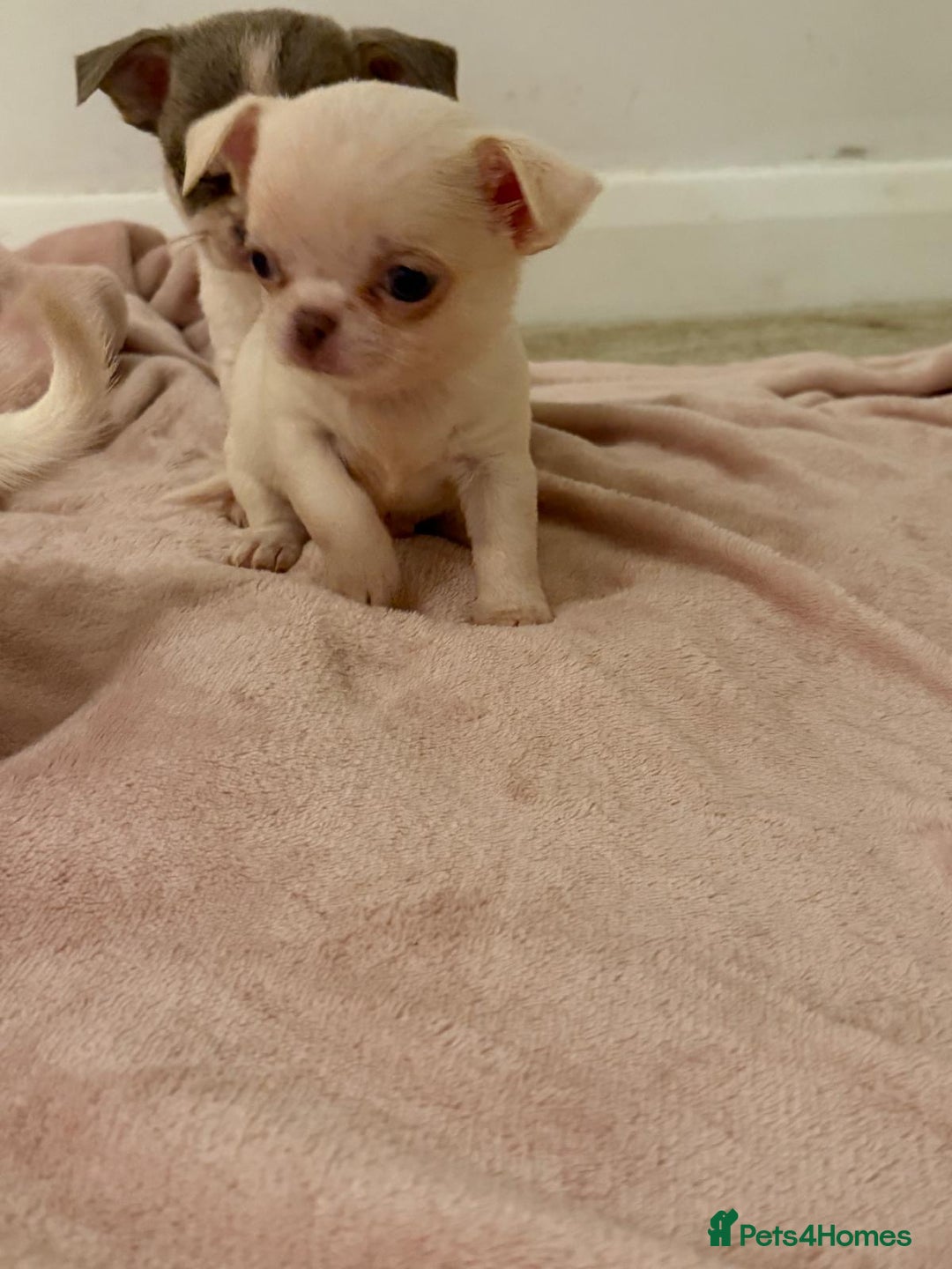 Chihuahua dogs for sale: Kc chihuahua puppies Russian and Ukraine lines - Advert 23