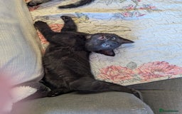 Bombay cats for sale: Different prices Bombay X long hair  - Image 26