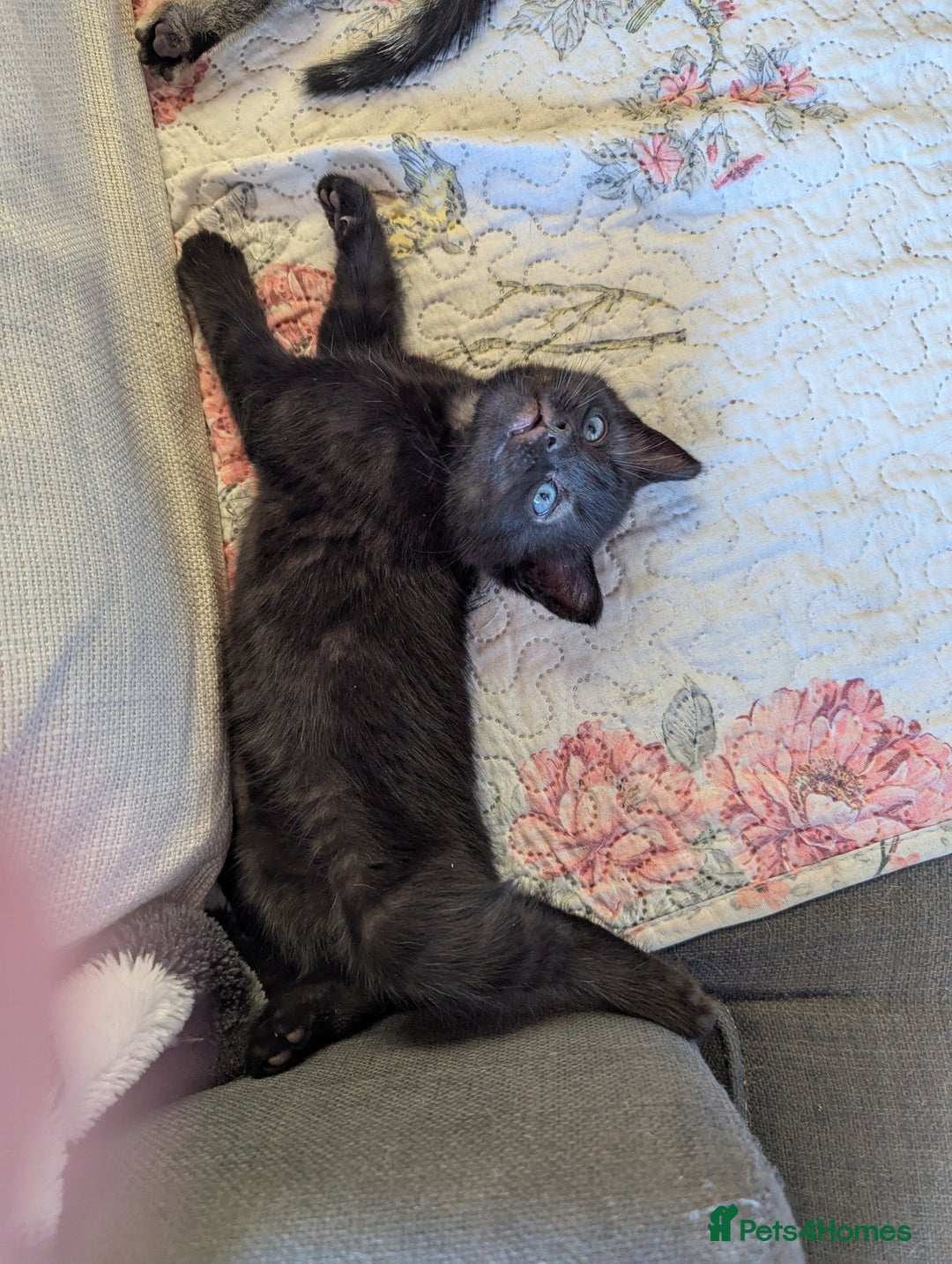 Bombay cats for sale: Different prices Bombay X long hair  - Image 26