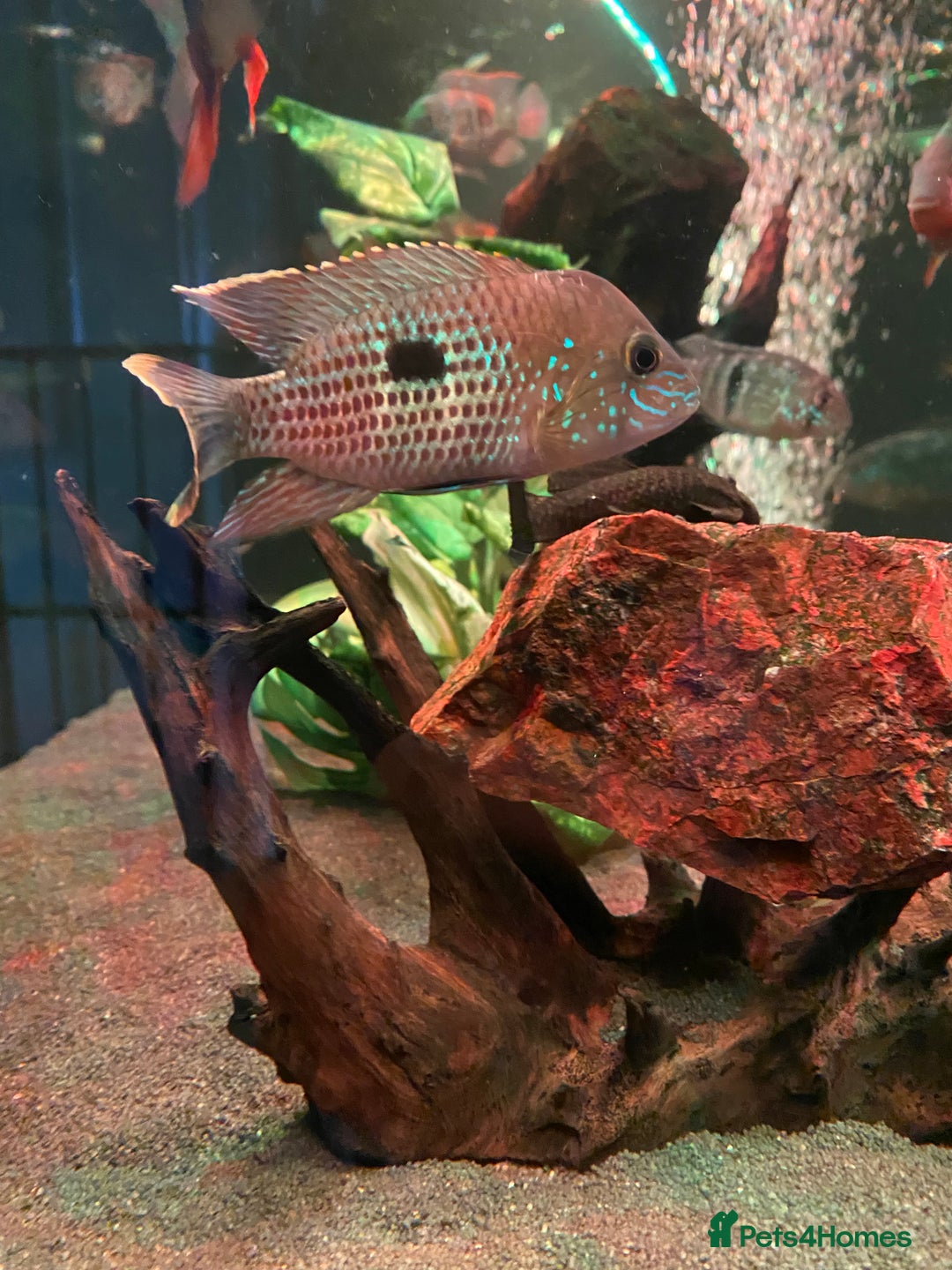 Cichlids fish for sale: Green Terror (Gold Saum variant) for sale - Image 3