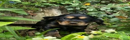Cocker Spaniel dogs for sale: Therapy calm KC registered show cockers  - Advert 9
