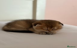 Scottish Fold cats for sale: Scottish fold kittens - Image 8