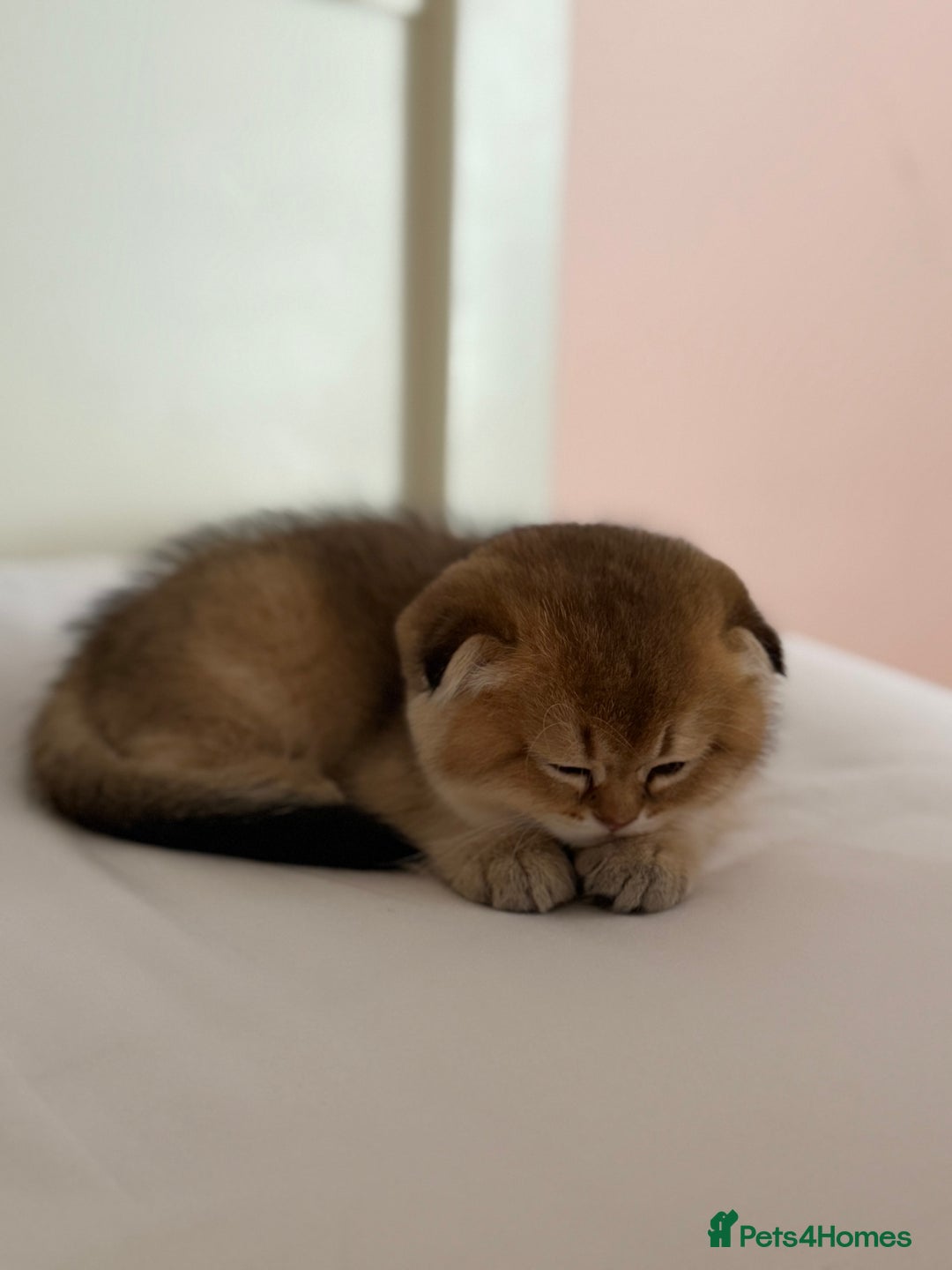 Scottish Fold cats for sale: Scottish fold kittens - Image 8