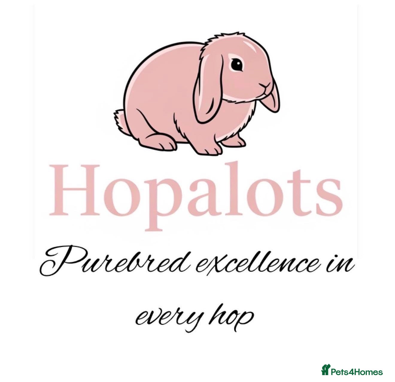 Mini Lop rabbits Pure mini lops  - Advert 1