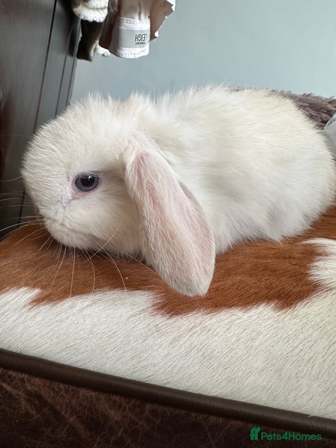 Mini Lop rabbits for sale: Lovely pair of mini lops. - Advert 13
