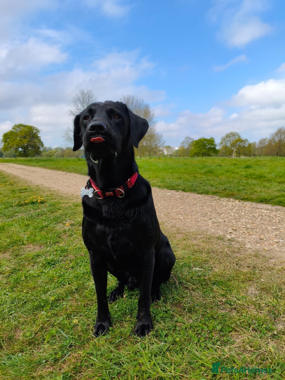Labrador Retriever dogs Black Labrador Retreiver available to stud - Advert 3