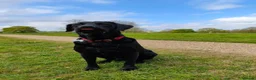 Labrador Retriever dogs for stud: Black Labrador Retreiver available to stud - Advert 1
