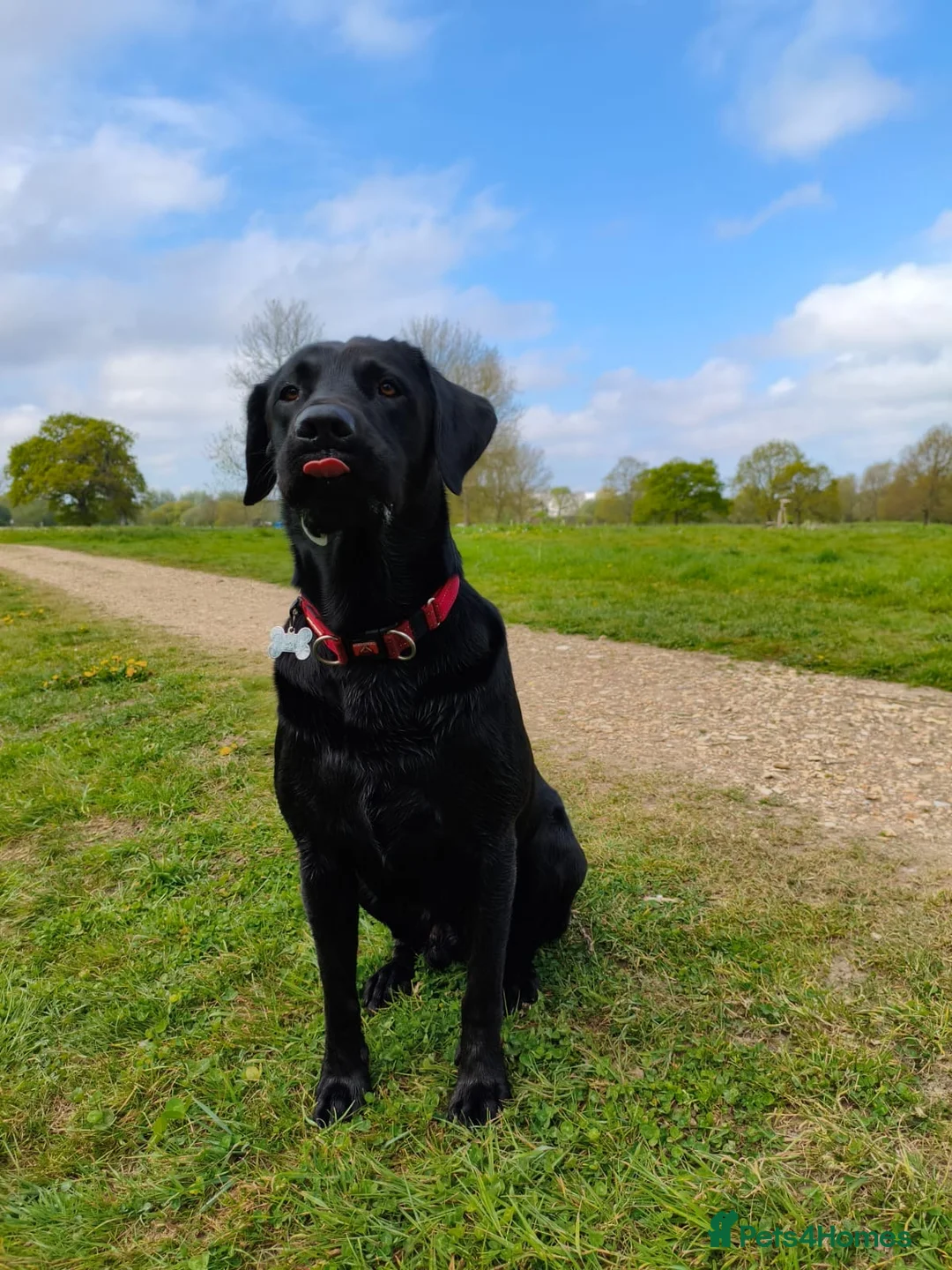Labrador Retriever dogs for stud: Black Labrador Retreiver available to stud - Advert 1
