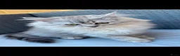 Persian cats for sale: Persian Chinchilla - Advert 8