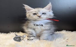 Maine Coon cats for sale: Beautiful silver tabby babies  - Image 9