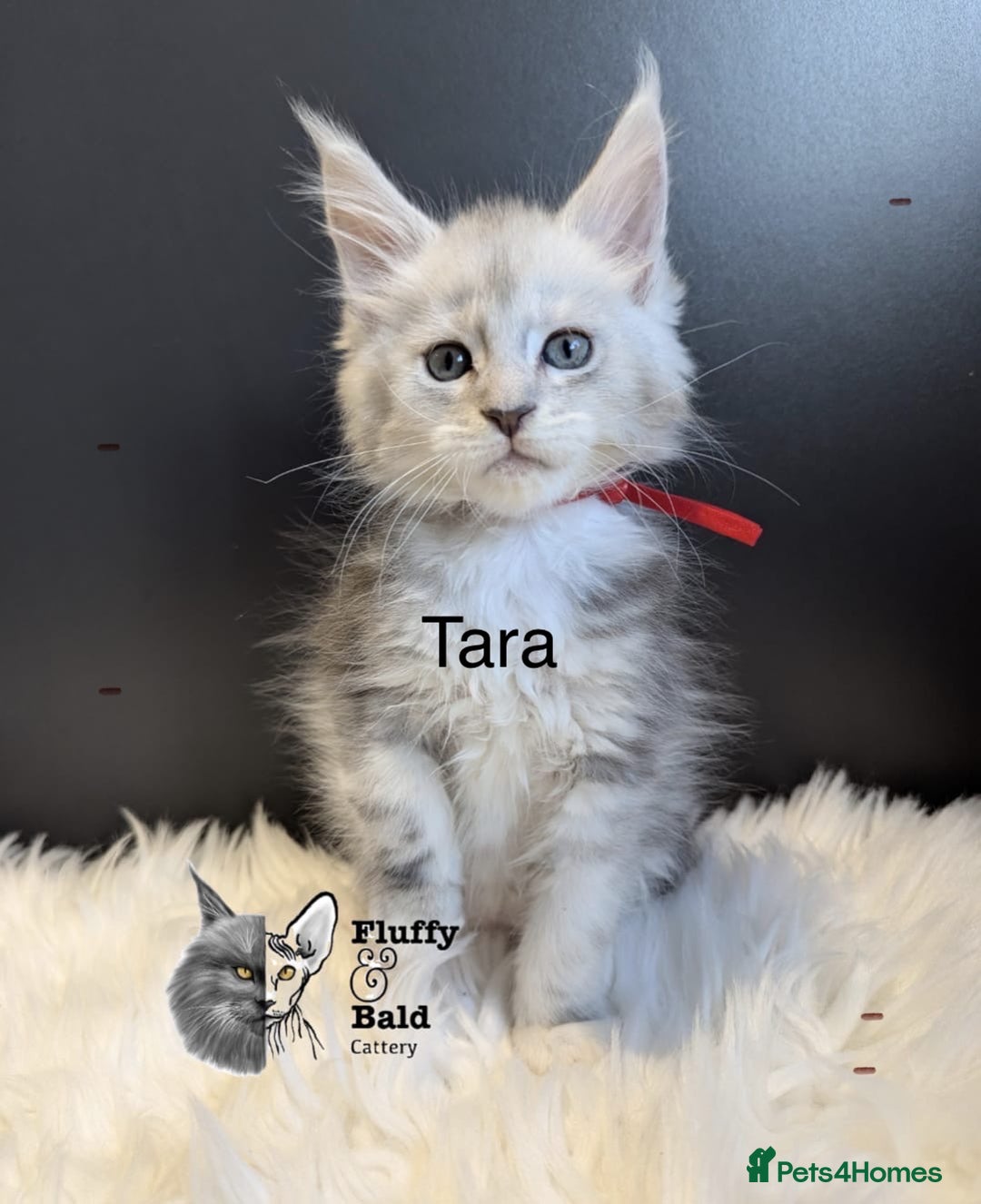 Maine Coon cats for sale: Beautiful silver tabby babies  - Image 9