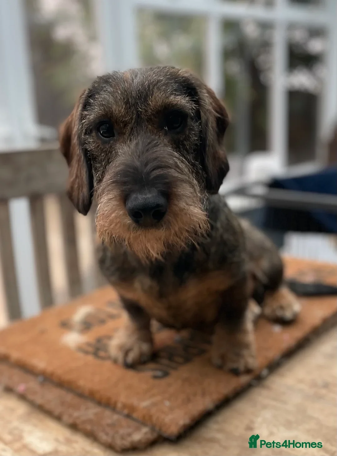 Dachshund dogs Stunning Kc standard wirehaired  in Highbridge - Advert 2