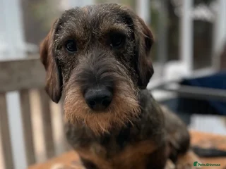 Dachshund dogs in Highbridge - Advert 8