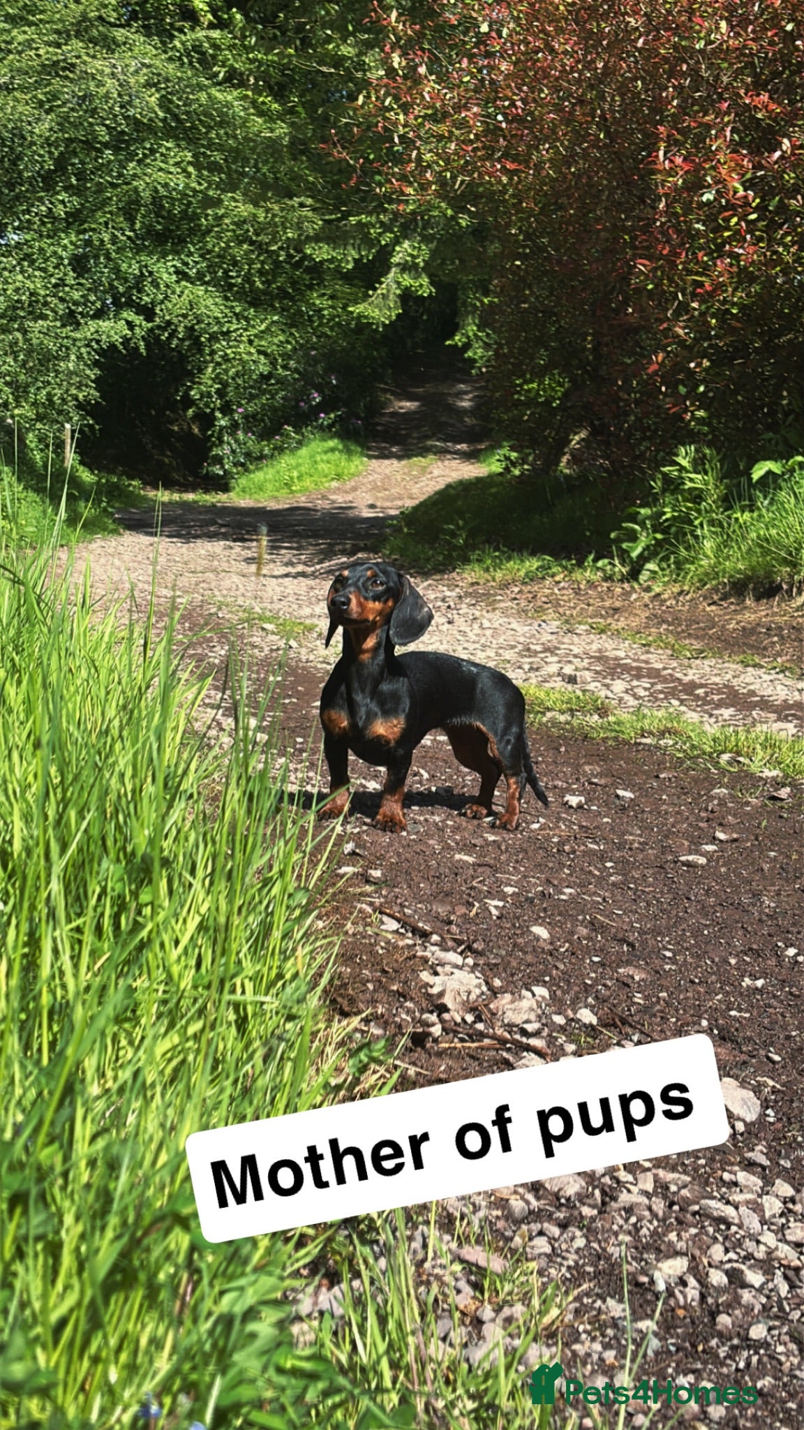 Miniature Dachshund dogs Miniature Dachshund Puppies Expected September! 🐶 - Advert 3