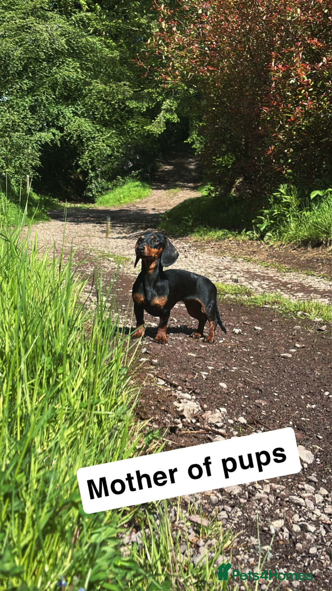 Miniature Dachshund dogs for sale: Miniature Dachshund Puppies Expected September! 🐶 in Taunton - Advert 1