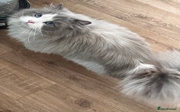 Ragdoll cats for sale: Amazing Mufasa - Image 1