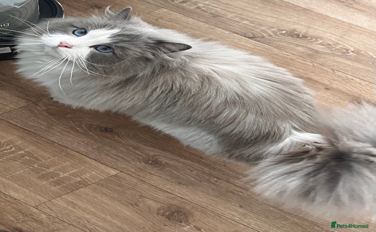 Ragdoll cats - Advert 12