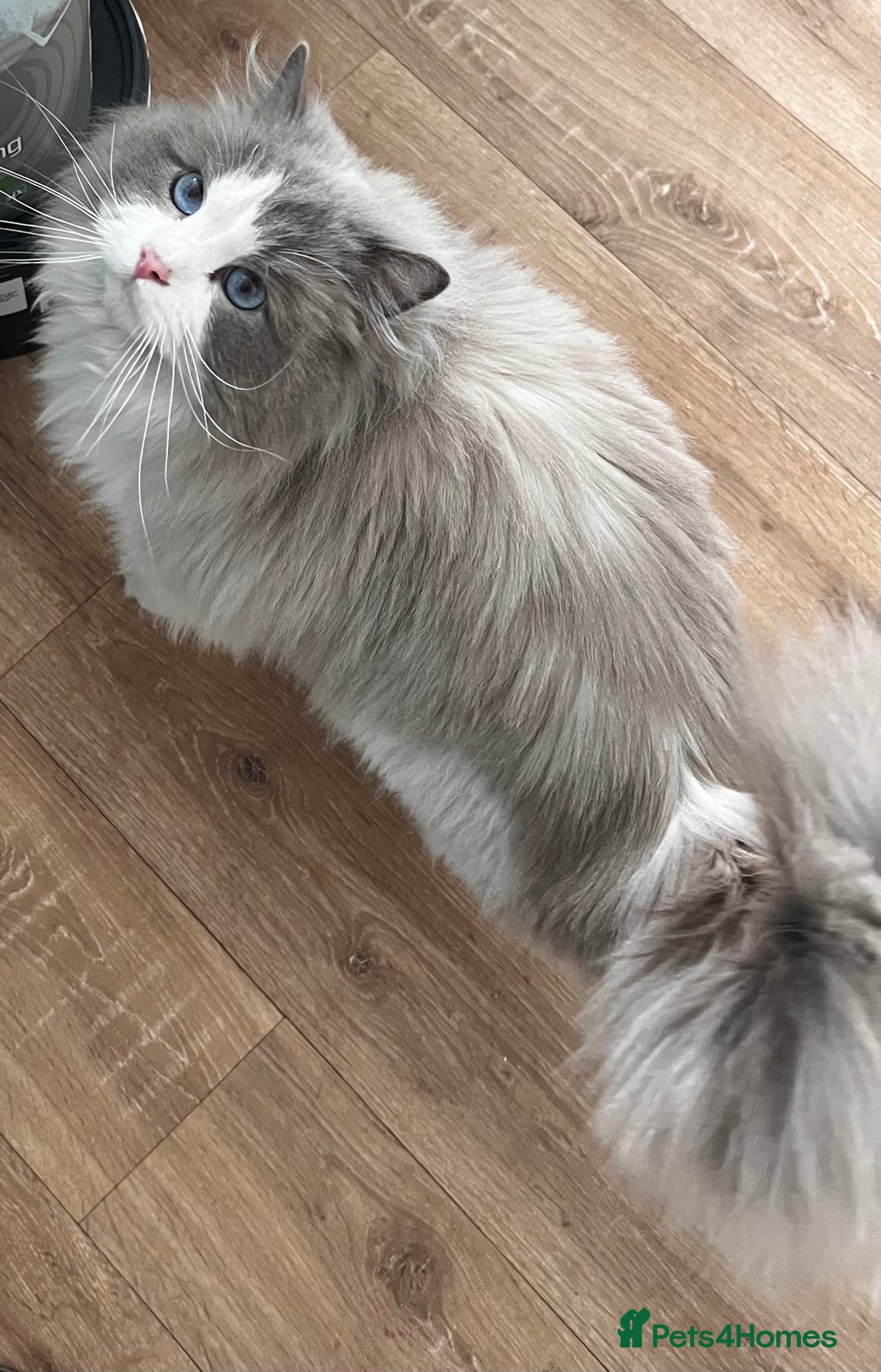 Ragdoll cats for sale: Amazing Mufasa - Image 1