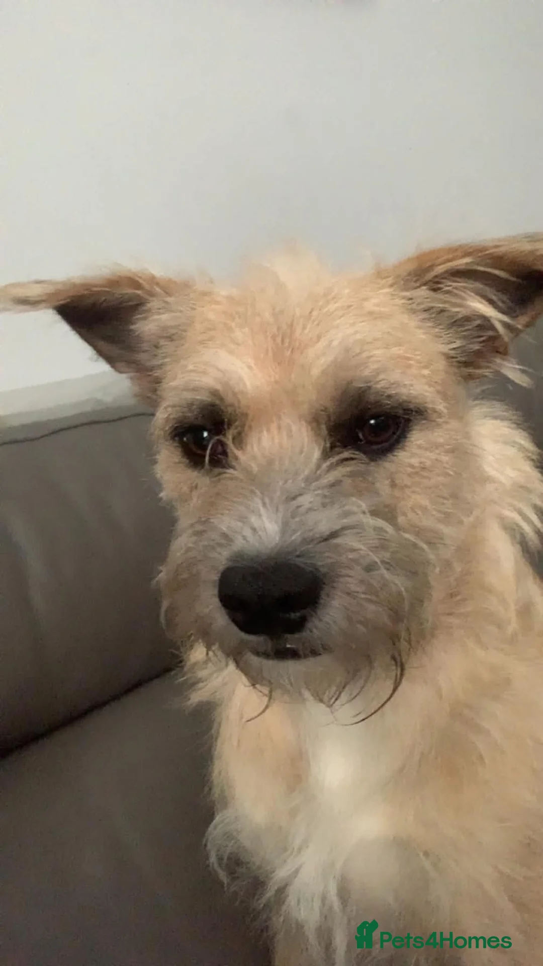 Mixed Breed dogs for sale: Terrier X in Bishop Auckland - Advert 2