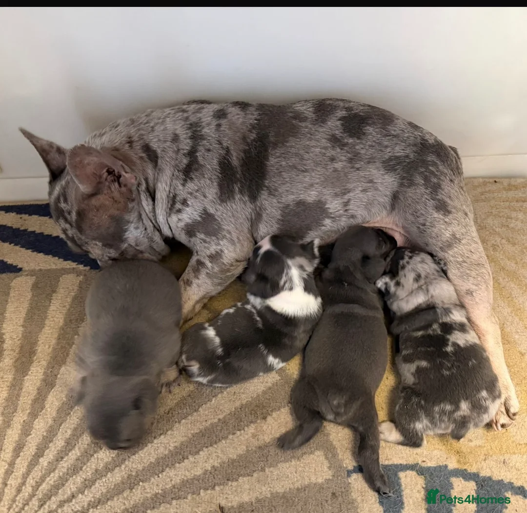 French Bulldog dogs for sale: K.C registered French bulldog  - Advert 1