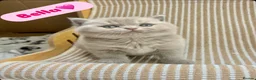 British Shorthair cats for sale: TICA Registered British Shorthair Kittens for Sale in Leeds - Advert 1