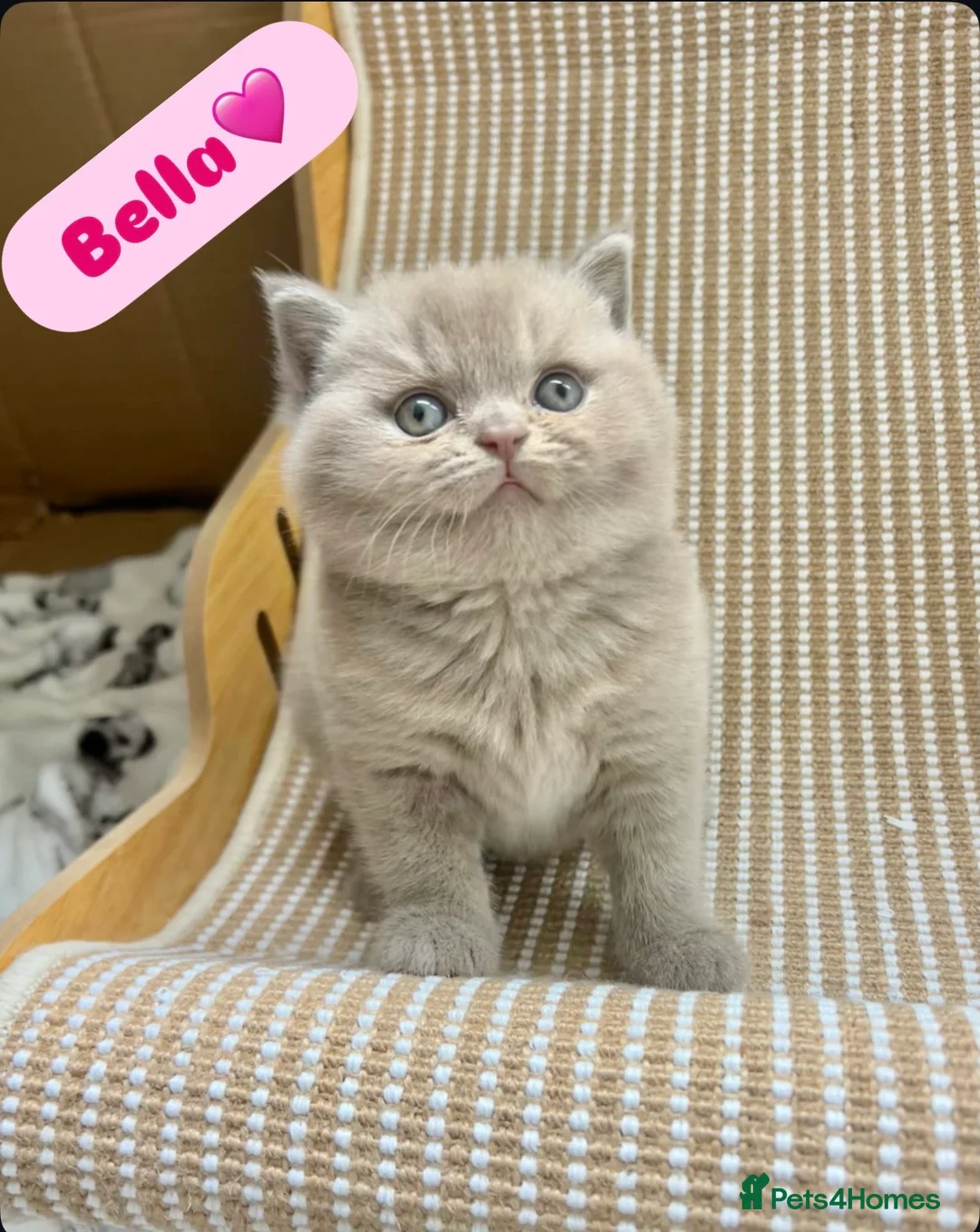 British Shorthair cats for sale: TICA Registered British Shorthair Kittens for Sale in Leeds - Advert 1