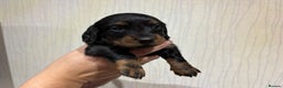 Dachshund dogs for sale: Standard Dachshund Puppies - Advert 9