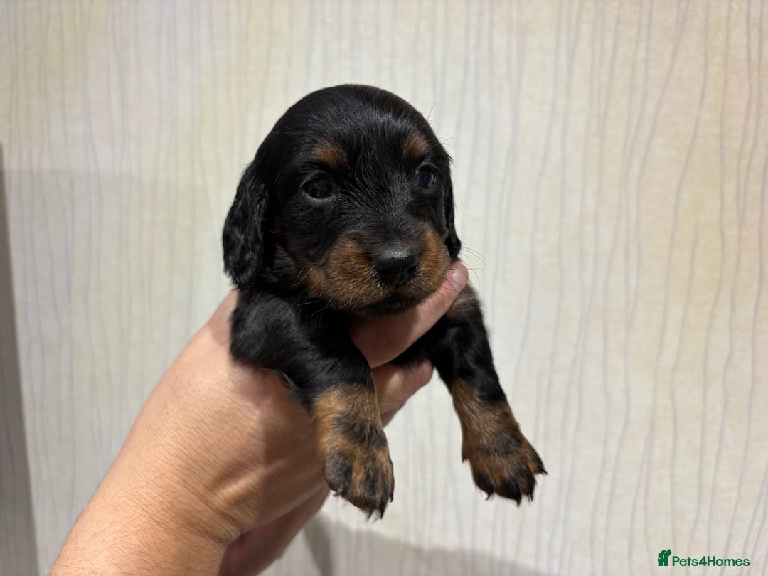 Dachshund dogs for sale: Standard Dachshund Puppies - Advert 9