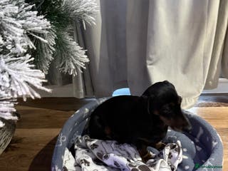 Dachshund dogs Daxie - Advert 14