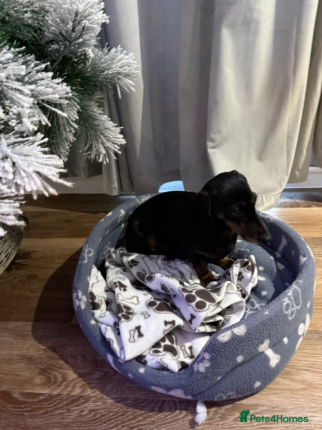 Dachshund dogs for sale: Daxie - Advert 1