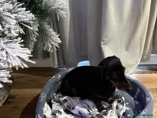 Dachshund dogs Daxie - Advert 3