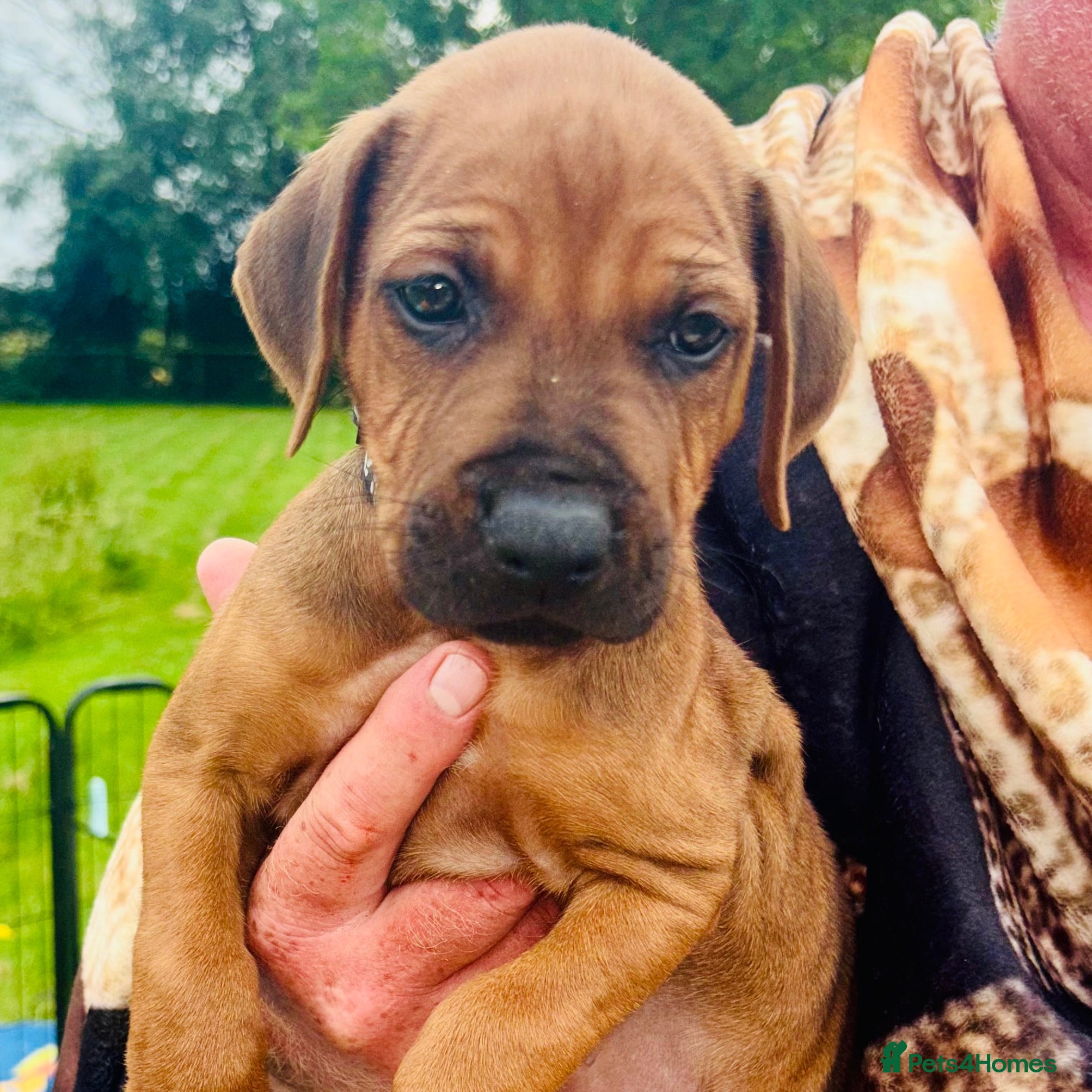 Rhodesian Ridgeback dogs 5 Star Council Registered Breeder         - Advert 2