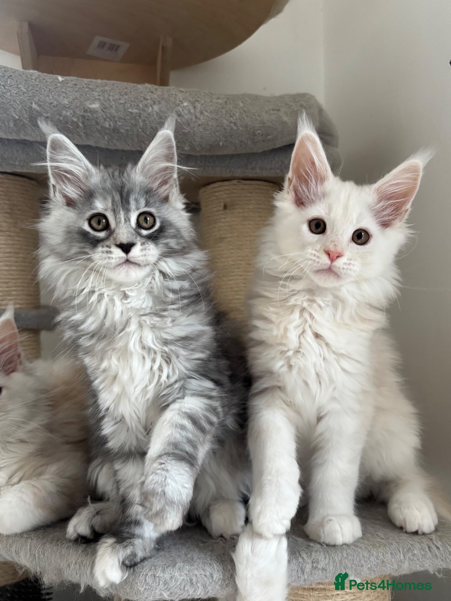 Maine Coon cats Stunning litter of Maine coon babies!  - Advert 3