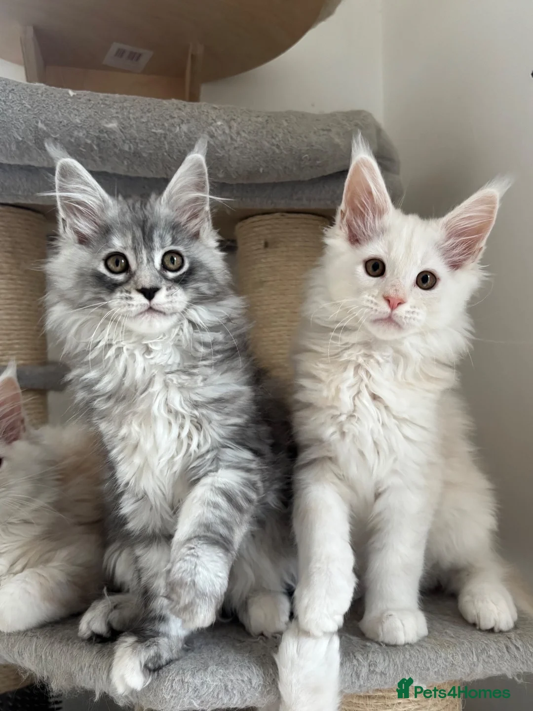 Maine Coon cats for sale: Stunning litter of Maine coon babies!  - Advert 2