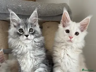 Maine Coon cats Stunning litter of Maine coon babies! - Advert 3