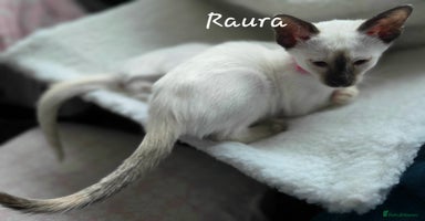 Siamese cats - Advert 2