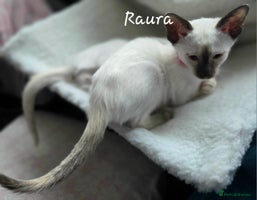 Siamese cats - Advert 5