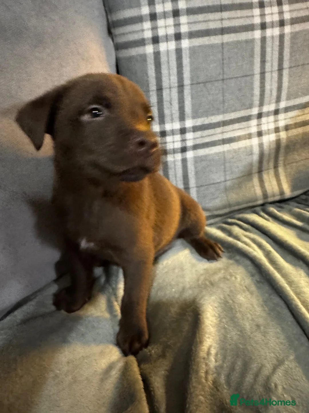 Mixed Breed dogs for sale: Staffrador puppies - Advert 2