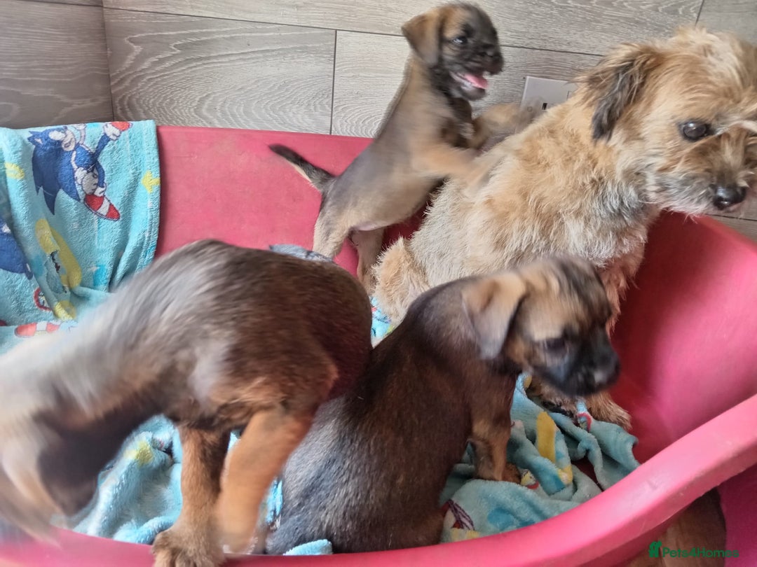 Border Terrier dogs for sale: Border Terrier girls available  - Image 5