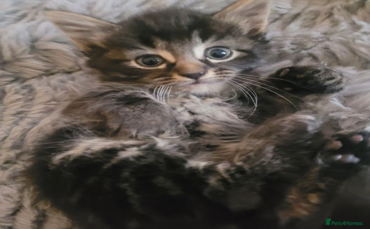 Ragdoll cats - Advert 1