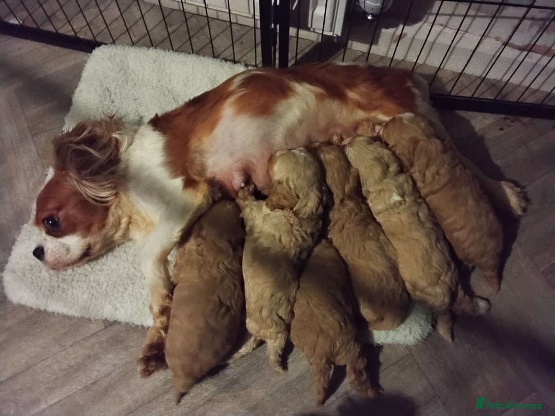 Cavapoo dogs for sale: Health Tested Quality F1 Cavapoo Puppies.  - Advert 7