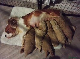 Cavapoo dogs Health Tested Quality F1 Cavapoo Puppies. - Advert 3