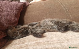 Mixed Breed cats for sale: Beautiful girl  - Image 13