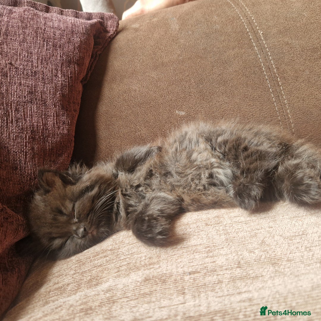 Mixed Breed cats for sale: Beautiful girl  - Image 13