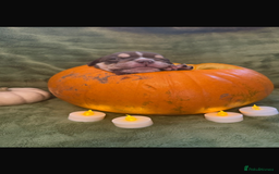 English Bulldog dogs for sale: Beautiful bulldog babies  - Image 9