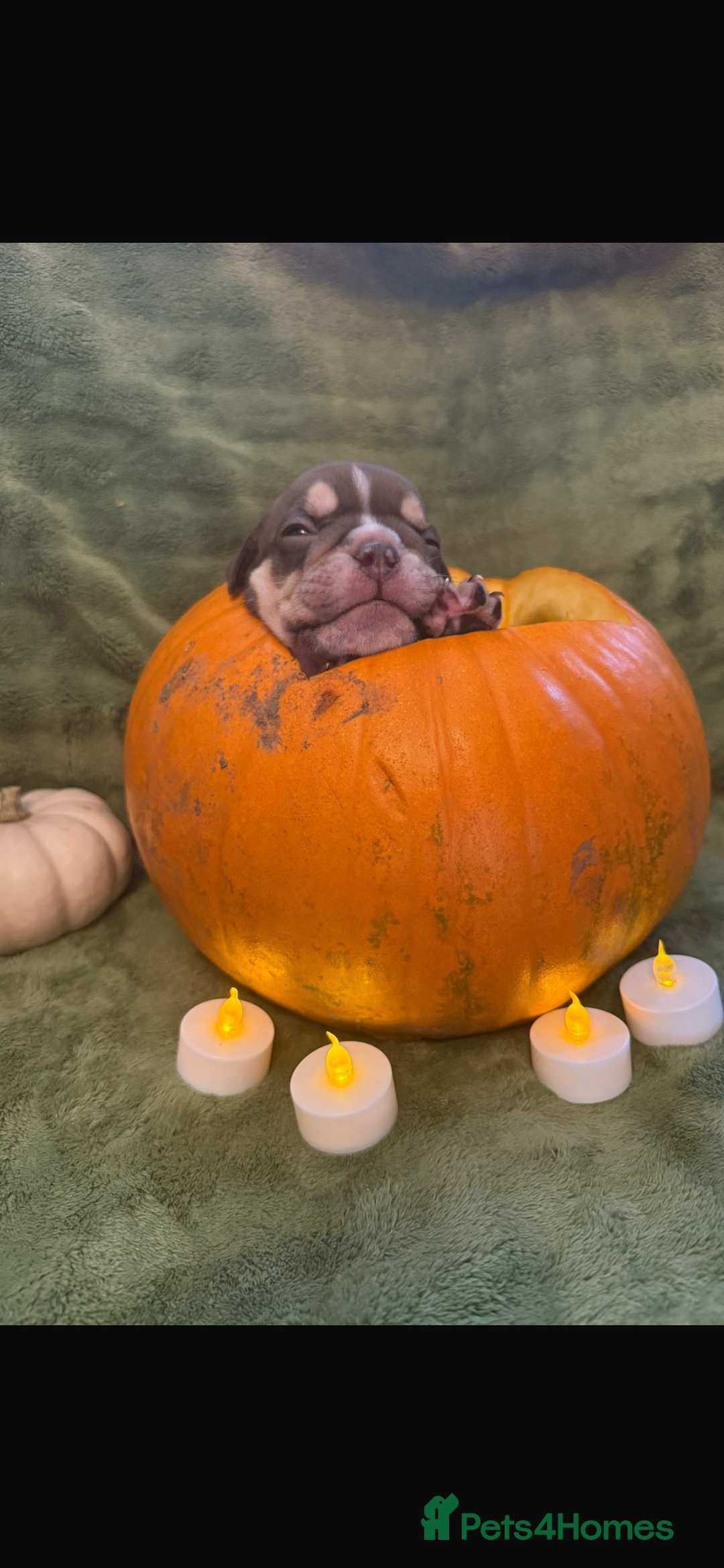 English Bulldog dogs for sale: Beautiful bulldog babies  - Image 9