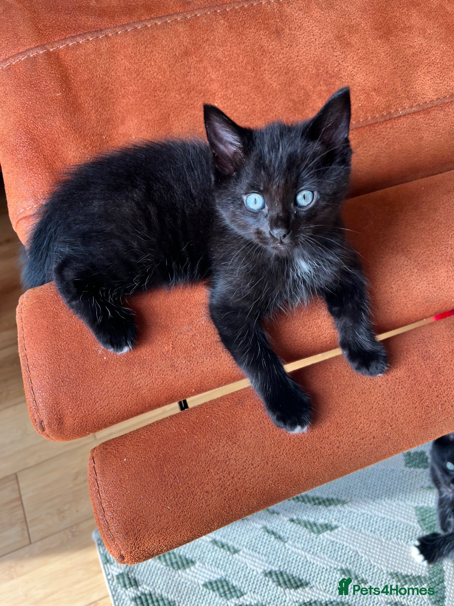 Ragdoll cats Mink Ragdoll x BSH adorable ready now! - Advert 1